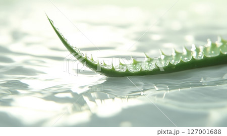 Aloe vera leaf with water droplets in soft focus, healing nature concept Aloe vera leaf with water droplets in soft focus, healing nature concept 127001688