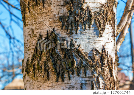 Birch bark texture. Texture of the birch bark. Birch bark background. Birch tree trunk, Betula pendula 127001744