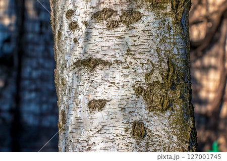 Birch bark texture. Texture of birch bark. Birch bark background. Birch tree trunk, Betula pendula 127001745