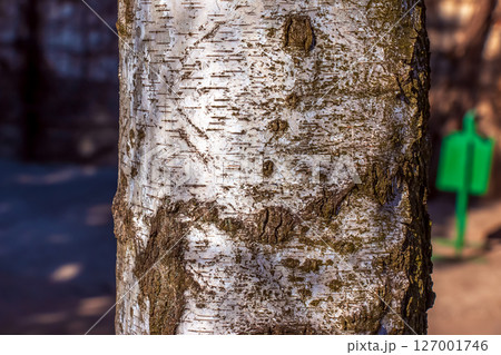 Birch bark texture. The texture of the birch bark. Birch bark background. The birch tree trunk, Betula pendula 127001746
