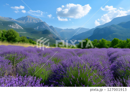 Vibrant lavender field in full bloom under a clear blue sky, surrounded by majestic mountains and lush greenery, creating a serene and picturesque landscape scene 127001913