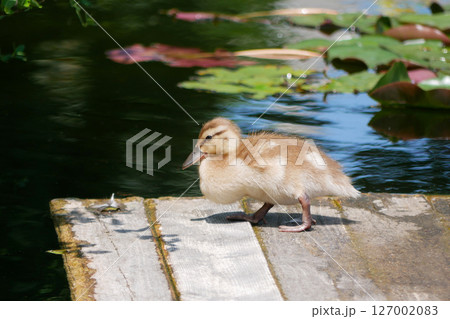 Cute little duckling at the wooden bridge in a pond covered with water lilies Cute little duckling at the wooden bridge in a pond covered with water lilies 127002083