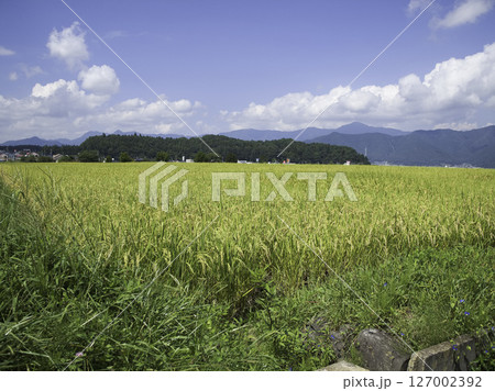 田園と空が織りなす日本の秋 127002392