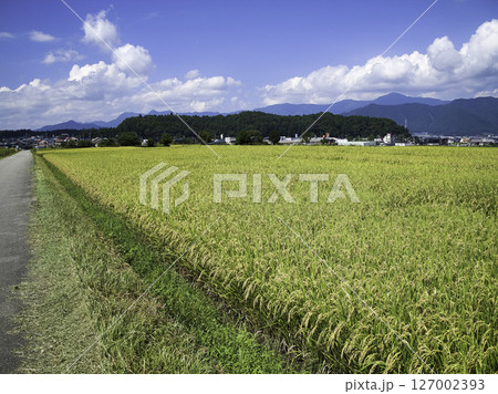 奥まで続く田んぼ 127002393