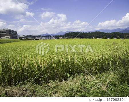 たわわに実る稲穂の田んぼ 127002394