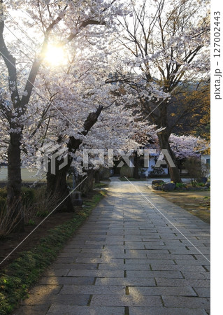 朝日と満開の桜 127002443