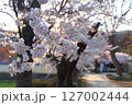 朝日に照らされる桜 127002444