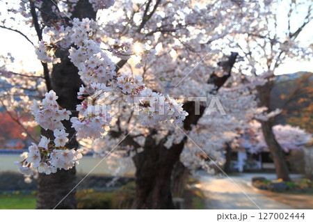 朝日に照らされる桜 127002444