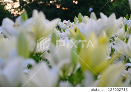 白い百合の花 127002718