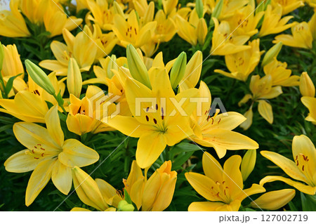 黄色い百合の花 127002719