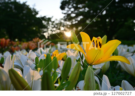 朝日に照らされる百合の花 127002727