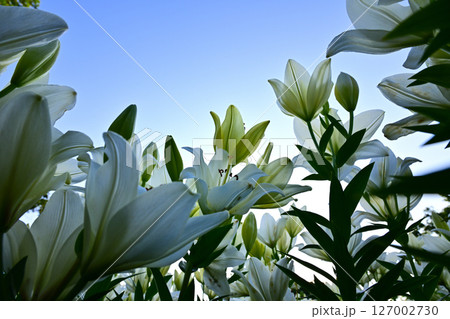 青空に向かって咲くユリの花 青空に向かって咲くユリの花 127002730