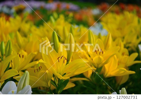 黄色い百合の花 黄色い百合の花 127002731