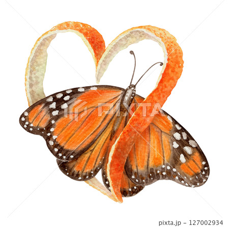 Monarch butterfly with heart shaped orange peel arrangement. Hand drawn watercolor food illustration. Citrus image with realistic texture. Perfect for summer card template and cute sticker design. Monarch butterfly with heart shaped orange peel arrangement. Hand drawn watercolor food illustration. Citrus image with realistic texture. Perfect for summer card template and cute sticker design. 127002934