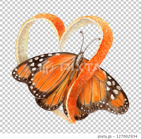Monarch butterfly with heart shaped orange peel arrangement. Hand drawn watercolor food illustration. Citrus image with realistic texture. Perfect for summer card template and cute sticker design. Monarch butterfly with heart shaped orange peel arrangement. Hand drawn watercolor food illustration. Citrus image with realistic texture. Perfect for summer card template and cute sticker design. 127002934