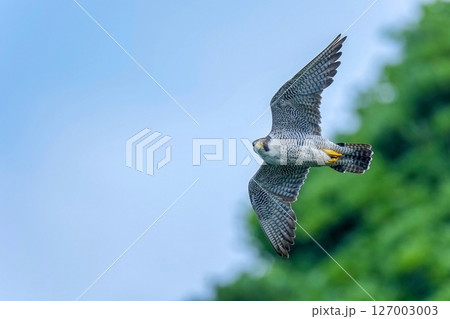 青空と新緑バックに悠然と飛ぶハヤブサ成鳥 127003003