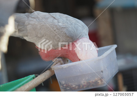 Galah bird feeding in a bowl during sunny daylight 127003057