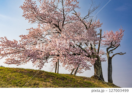 双子の桜 127003499