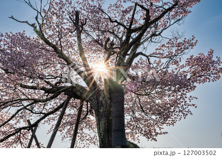 双子の桜 127003502