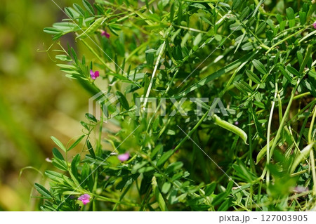 カラスノエンドウの花とさや 127003905
