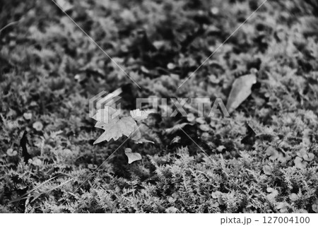 コケ類のイメージ 127004100