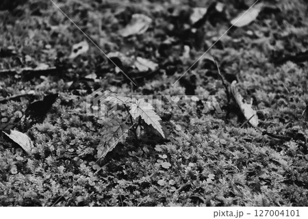 シダ類の新芽 127004101