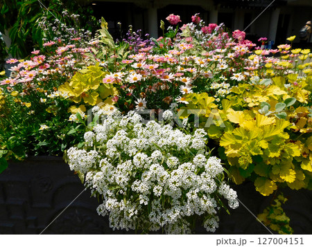 びわ湖イングリッシュガーデン前の花々 びわ湖イングリッシュガーデン前の花々 127004151