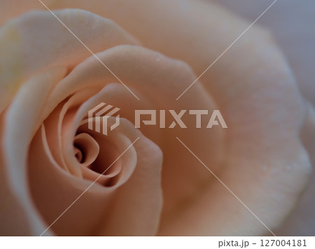 5月に美しく咲いた白色のバラ「フレンチレース」 5月に美しく咲いた白色のバラ「フレンチレース」 127004181