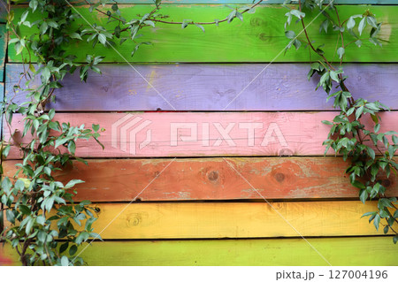 Ivy branch is curling on background of multicolor wooden planks wall. Ivy branch is curling on background of multicolor wooden planks wall. 127004196