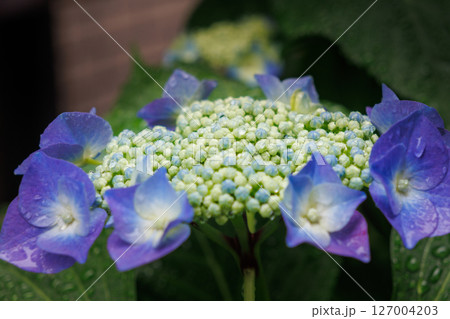 雨に濡れたガクアジサイ 127004203