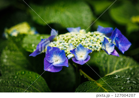 雨に濡れたガクアジサイ 127004207