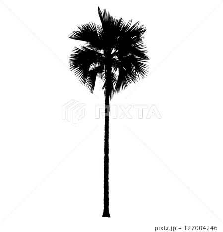 Palm tree silhouettes Palm tree silhouettes 127004246