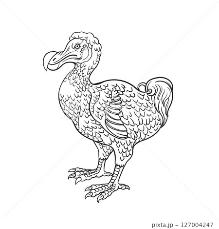 Drawing of Dodo dront - hand sketch 127004247