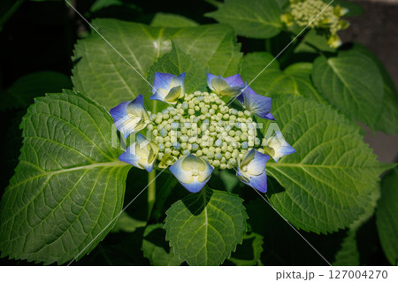 紫のガクアジサイ 127004270