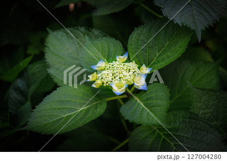 咲き始めた、アジサイの花 127004280