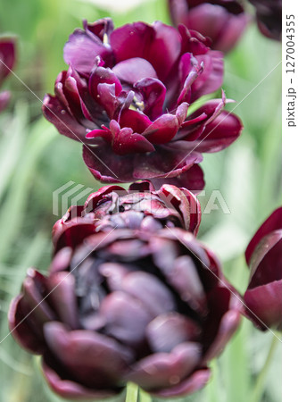 Delightful Deep purple tulip "Black Hero". 127004355