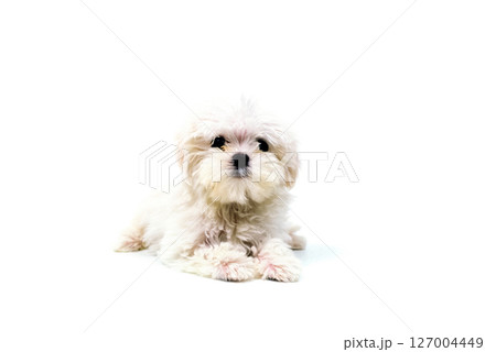 みつめる子犬　マルチーズ　白バック 127004449