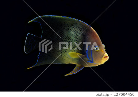 サザナミヤッコ　成魚　黒バック 127004450