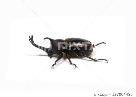 カブトムシ　白バック 127004453