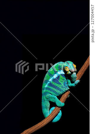 パンサーカメレオン　黒バック 127004457