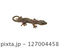 ヤモリ　ニホンヤモリ　白バック 127004458