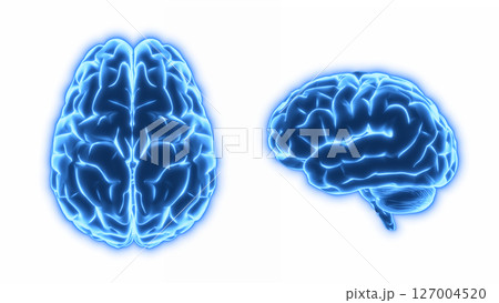 上から見た脳と下から見た脳の3Dイラストのセット 背景透過 上から見た脳と下から見た脳の3Dイラストのセット 背景透過 127004520