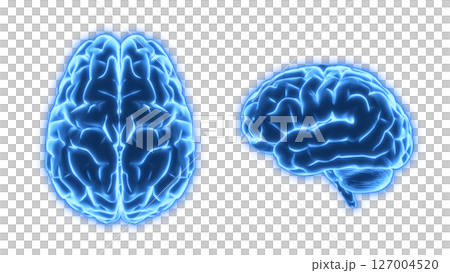 上から見た脳と下から見た脳の3Dイラストのセット 背景透過 上から見た脳と下から見た脳の3Dイラストのセット 背景透過 127004520