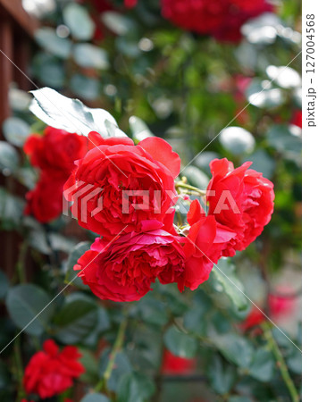 Climbing red roses in garden. 127004568