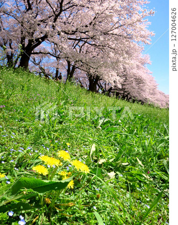 青い空と満開の桜をバックに、可憐に咲くタンポポ 青い空と満開の桜をバックに、可憐に咲くタンポポ 127004626