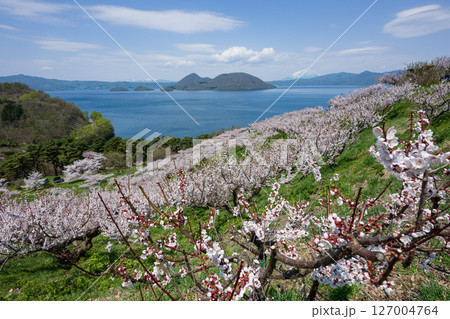 桜咲き 梅満開の壮瞥公園の展望台から洞爺湖 羊蹄山が見渡せる絶景 桜咲き 梅満開の壮瞥公園の展望台から洞爺湖 羊蹄山が見渡せる絶景 127004764