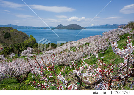 桜咲き 梅満開の壮瞥公園の展望台から洞爺湖 羊蹄山が見渡せる絶景 127004765