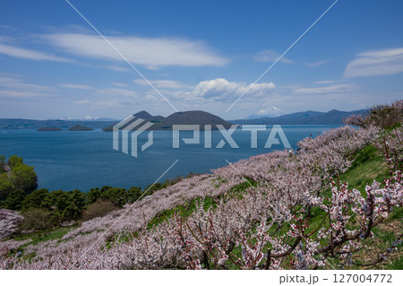 桜咲き 梅満開の壮瞥公園の展望台から洞爺湖 羊蹄山が見渡せる絶景 127004772