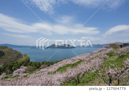 桜咲き 梅満開の壮瞥公園の展望台から洞爺湖 羊蹄山が見渡せる絶景 127004779