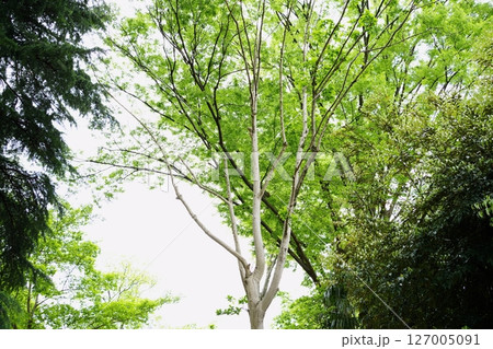 新緑の公園 - 春の終わりから初夏へ (川崎市 鷺沼公園) 新緑の公園 - 春の終わりから初夏へ (川崎市 鷺沼公園) 127005091
